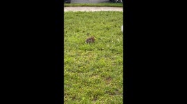 Rabbit in our front yard