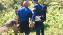 Cow Evacuation