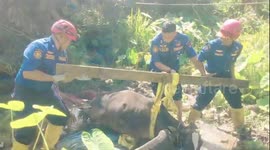 action to save cows in West Sumatra