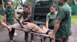 Heroic efforts by forest department: hog deer rescued, including 42 animals rescued, amidst flood crisis in northeastern India