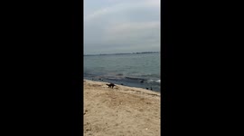 Singapore oil spill turns beach black threatening wildlife
