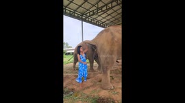 Woman plays weird game catching elephant's dung from its backside