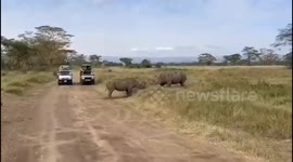 Rhino effortlessly flips two ton rival over right next to safari jeeps