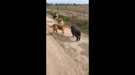 Lamb in Argentina joins dogs, responds to dog calls