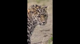 Wild Amur leopard wandering in NE China's Jilin