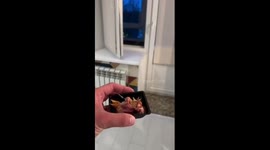 Owl encounter: Moscow resident's finger targeted in feeding incident