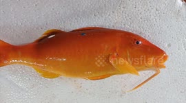 Fishermen caught a fish with a fin more than 5 cm long