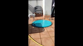 Dog's new pool sparks one-sided water play excitement