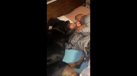 'Ruff' morning alarm: Rottweiler’s wake-up nibbles caught on camera