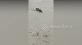 Elephant calf fights for life in flooded river in India