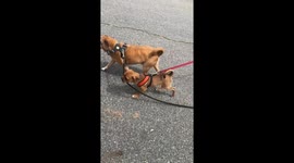 Puppy takes the lead: Sully the pugalier walks older brother on leash