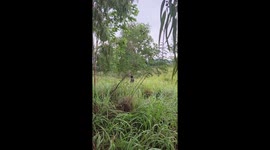 Couple rescues puppy with head stuck in can