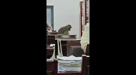 Monkey scampers through school library in China