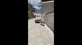 Ram head butts elderly blind man in China