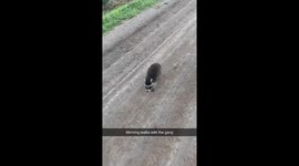 Woman's morning stroll with cats, dog, raccoon gets 9.7 million views on tiktok