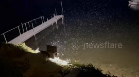 Canadian dad enjoying fireworks from across the border gets overtaken by bugs