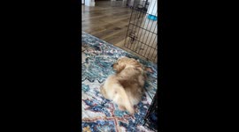 Puppy's potty training goes wrong, carpet left with unsightly stain. video racks up 1.5 million views on tiktok!
