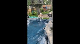 Our Alaskan Malamutes Dotty and Fish are trying to make sense of the chaos in our garden after pool base collapsed