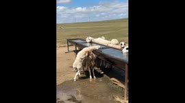 Mother ewe uses own body to support lamb to drink from high trough