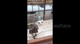 Red-crowned crane mimics girl to dance with her in Chinese zoo