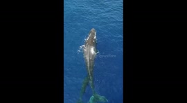 Sperm whale calf spotted snuggling up to mother in South China Sea
