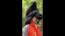 White-browed gibbon sits on park staff's shoulder in Yunnan, China
