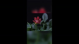 Time-lapse: Dahlia flowers spring to life