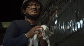 Action to care for cats in Indonesia, feed and treat abandoned cats