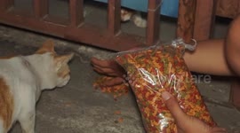 Action to care for cats in Indonesia, feed and treat abandoned cats