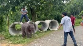 Baby elephant successfully rescued by Vet Team and Locals in northeastern India