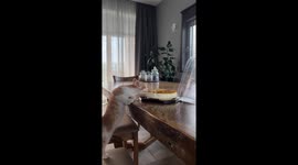 Cat licks cheesecake from plate in St Petersburg