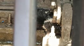 Frightened stray kitten trapped under sewer rescued