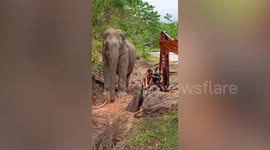 Baby elephant that fell into 2ft wide drain rescued in Malaysia