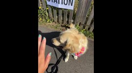 Dog gives 'paw fives' at Walthamstow polling station as UK citizens vote