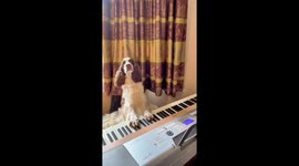 Springer Spaniel Plays Piano Solo