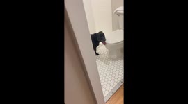 Dog Reacts to Fireworks