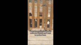 Foster Frenzy gone viral with over 5 million views: Pitbull's motherly instincts shine with new puppies