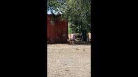 Rooster Gets Revenge On Kicking Boy