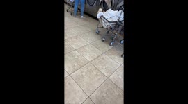 Dog Under The Laundry