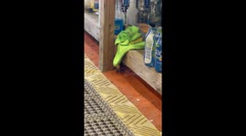 Ermine Adorably Plays In Dust Cloths