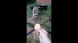 Hungry Raccoon Gifted Garlic Knot