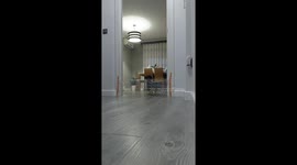 Dog Teaches His Brother To Jump