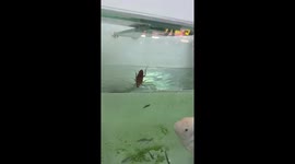 Fish in China snatches cockroach in dramatic aquatic hunt