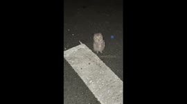 Woman has creepy encounter with owl while walking her dog