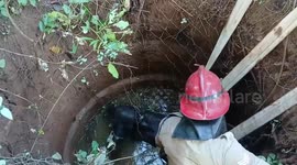Buffalo rescued from deep well in southern India by fire and rescue team