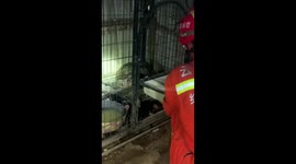 Python eats four chickens, regurgitates two