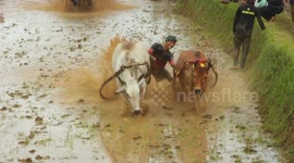 Race bull through the mud in traditional Pacu Jawi Indonesian festival in Tanah Datar, West Sumatra, Indonesia, on July 5, 2024