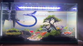 fish in the aquarium