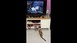 When the cat is a fan of the Dalmatian cartoon! The cat wants to join the fun of the Dalmatians on TV