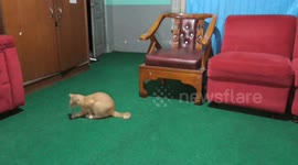 Hyperactive ivory moggy cat captured in time-lapse playtime